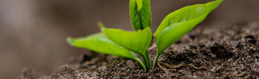 growing-godness-1 growing godness 1 - Laserschutzbeauftragter - Luminus Institut für Laserschutz und Arbeitssicherheit